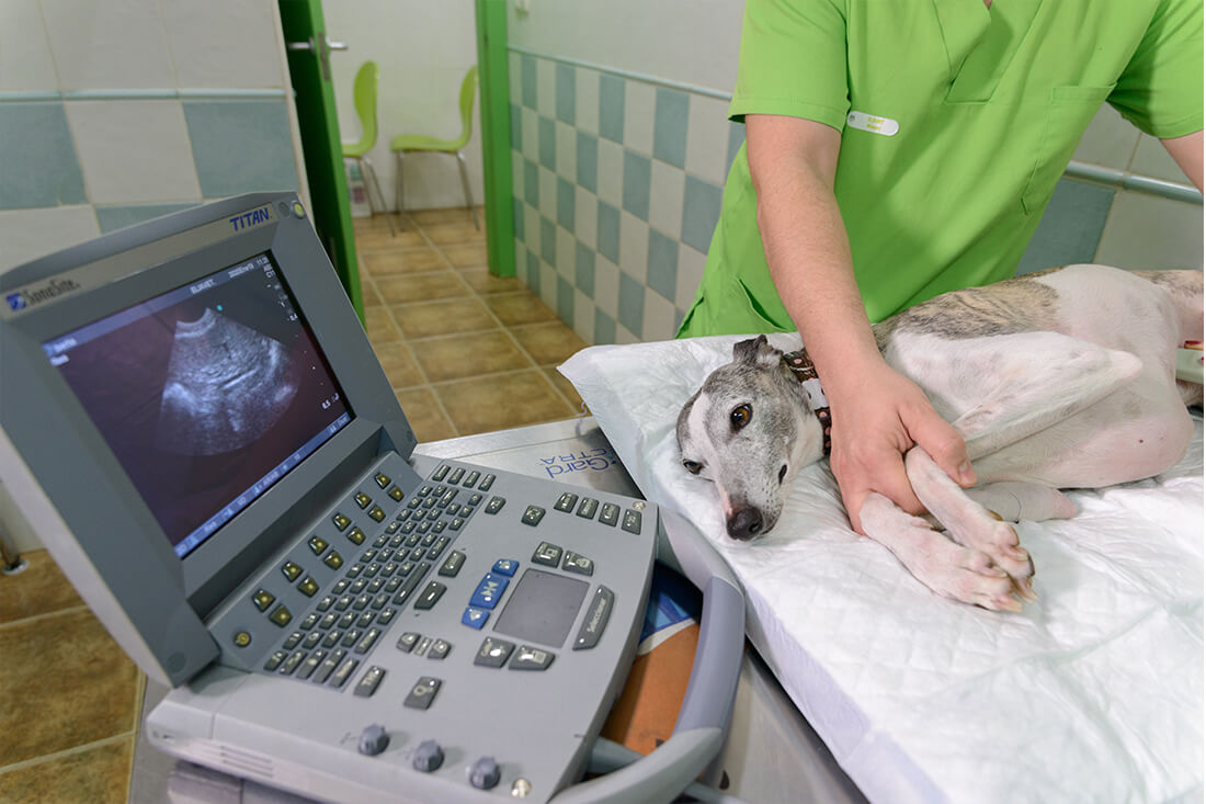 diagnostico-por-imagen veterinario realizando una ecografía