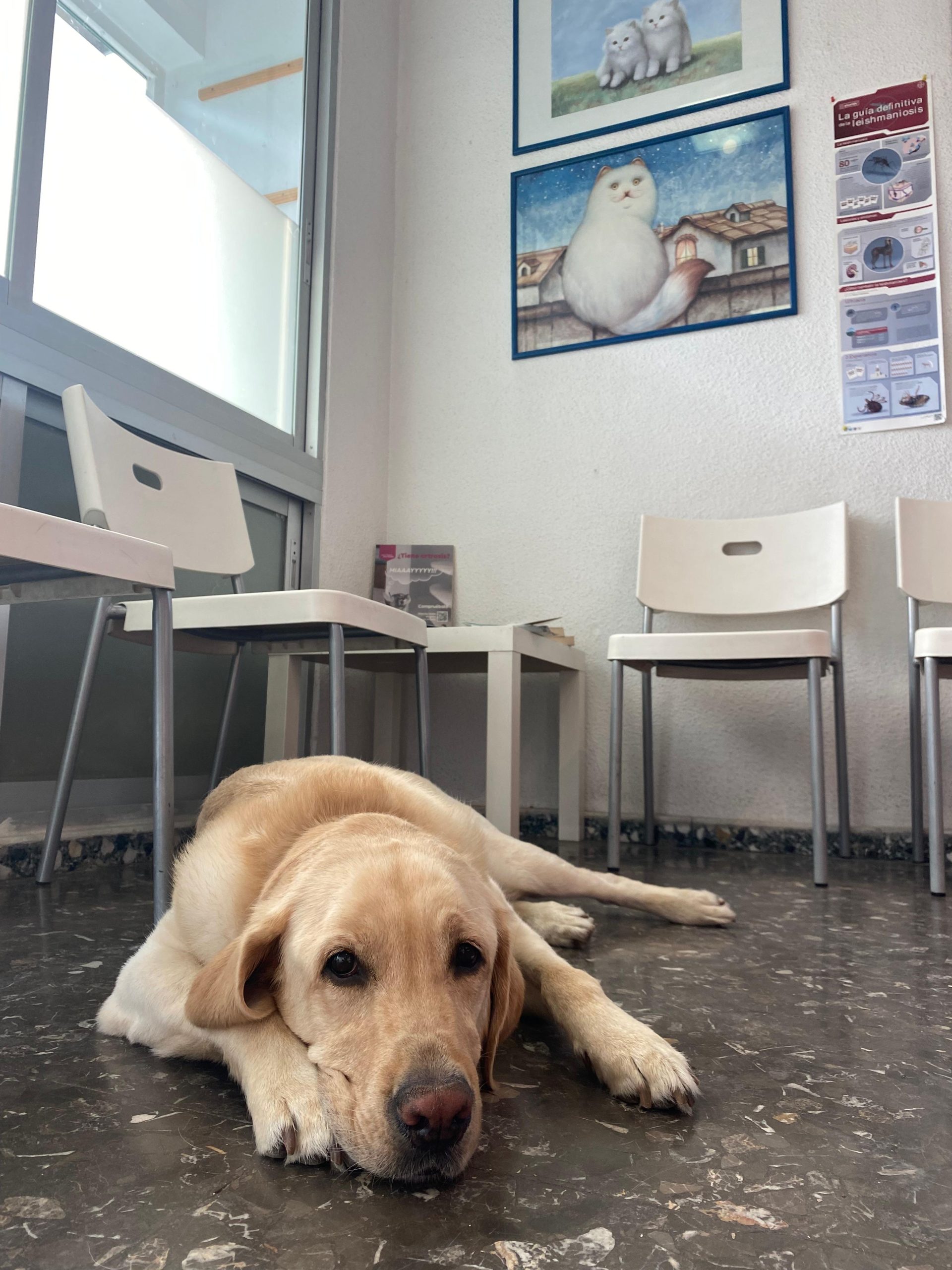perro-tumbado-sala-espera Pide tu cita